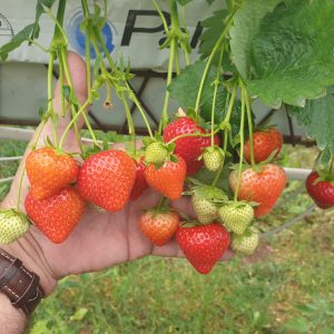 Florice variété de fraise remontante