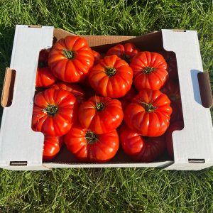 plateau carton 40 x 30 - Tomates
